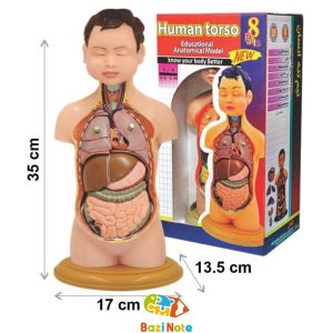 مولاژ نیم تنه آموزشی 8 قطعه